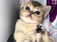 Silver ve golden british shorthair bebekler