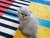 Scottish fold longhair dişi