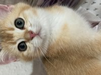 Golden baby british shorthair