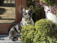 1 yaşında dişi french bulldog