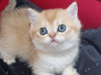 SAFKAN BRİTİSH GOLDEN