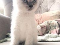 Scottish Fold Yavrularımıza Ömürlük Yuva Ariyoruz