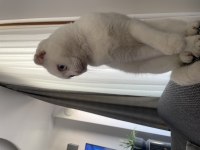 Dişi scottish fold