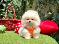 Safkan pomeranian yavrular
