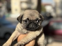 A KALİTE PUG MOPS YAVRULAR