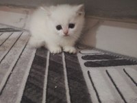 British shorthair yavrulara ömürlük yuva aranıyor