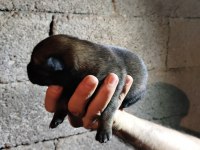 Şecereli Belçika Malinois