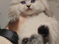 British longhair yavrumuz