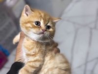 British shorthair golden arayanlara
