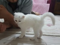 Acil 3 aylık dişi yavru