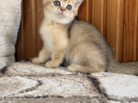 Golden British Shorthair Yavrular