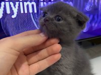 2.5 dişi scottish fold