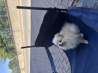 POMERANİAN BOO DİŞİ KÖPEĞİMİZ