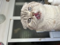 Scottish fold oğluma eş arıyoruz