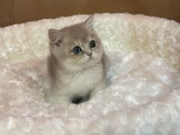 Blue Golden British Shorthair
