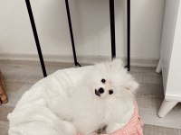 6 Aylık Pomeranian Tüm Malzemeleriyle Birlikte