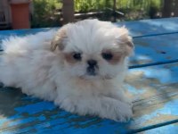 Shih Tzu 9 Haftalık