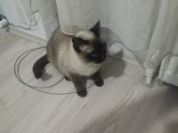 Eşimin hastalığından dolayı acil siyam kedisi