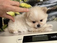 Çok Tatlı Safkan Pomeranian Boo