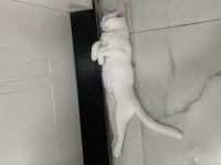 3 Aylık Erkek British Shorthair