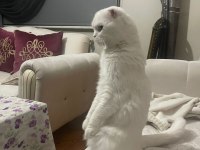 4 yaşındaki scottish fold patimi sahiplendirmek zorundayım