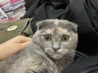 Küçük scottish fold bebeğim yuva arıyor