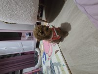 Erkek Toy Poodle