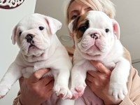 KAR TOPU İNGİLİZ BULLDOG YAVRULARIMIZ