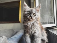 Xxl şampiyon baba maine coon yavruları