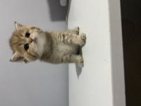 British shorthair ve longhair yavrular