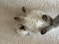 Yavru himalayan blue point