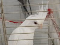 Evde besleme sultan papağanı