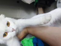 1 yaşında kar beyaz muhteşem göz renkli Juliet