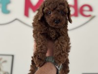Petmode köpek çiftliğinde ziyarete açık toy poodle