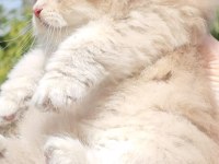Ay11 british longhair erken