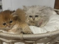 2 aylık british longhair yavrular yuva beklemektedir