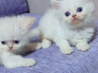 2 aylık iran kedisi yavrular