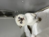 Scottish fold orjinal top kafa yavrular