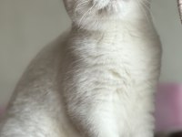 Kısırlaştırma şartıyla ücretsiz british shorthair