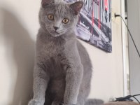 6 Aylık British Shorthair Kızımız Sahiplendirilecektir