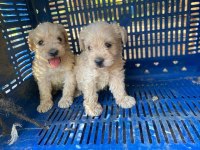 Maltipoo yavrular