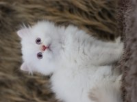 British longhair erkek kedimiz
