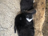 Lop anaç yavru tavşanlar