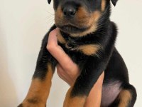 Rottweiler yavrular