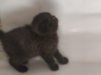 Oyuncu Sevimli Scottish Fold Yavrular