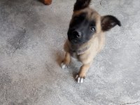 UYGUN FİYATLI BELÇİKA KURDU