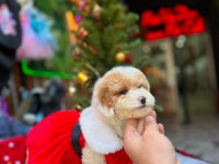 Party color toy poodle
