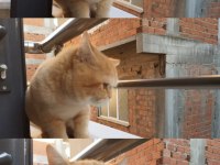BRITISH SHORTHAIR 1 Aylık