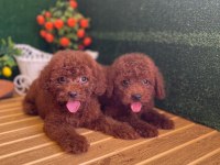 Toy Poodle Bebekler Referans Yavru