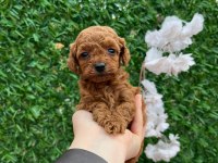 Toy poodle bebekler
